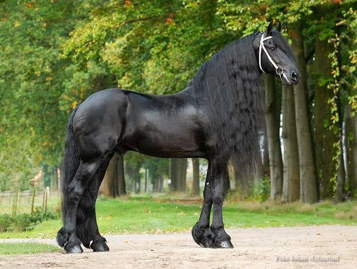 Bikkel 470 - Friesian Stallion